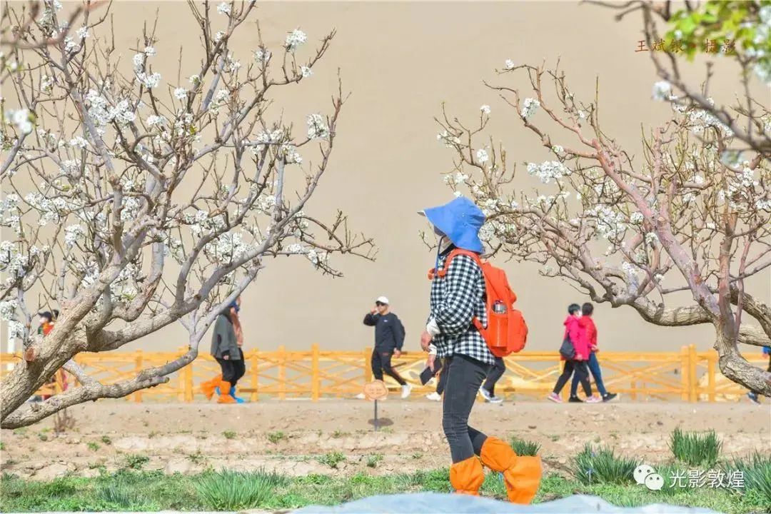 敦煌春色