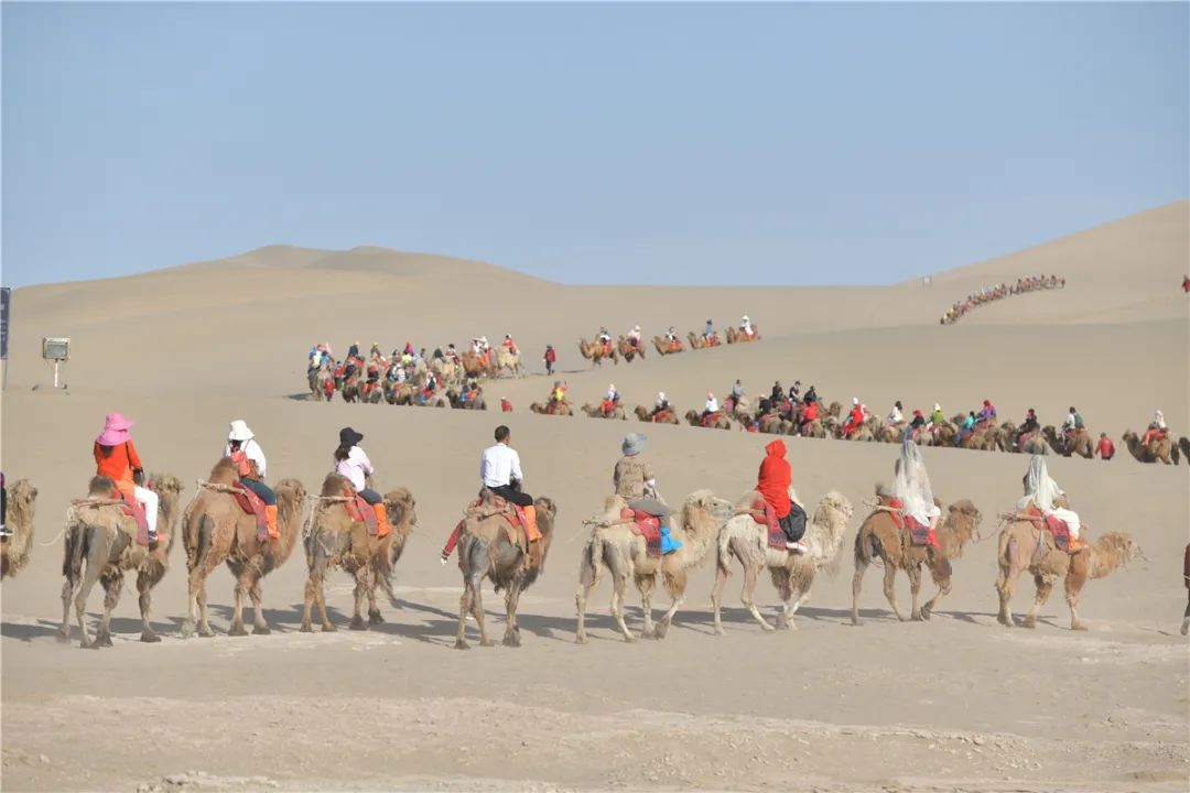 敦煌旅游大漠骆驼